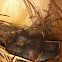 Baby bluebirds