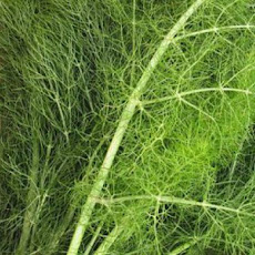 Wild Fennel Fronds with Breadcrumbs