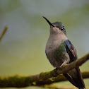 Violet-crowned Woodnymph Female