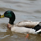 Mallard( Male)