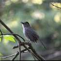Gray Catbird