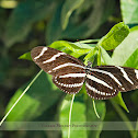 Zebra Longwing Butterfly