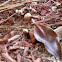 Mushrooms