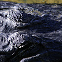 American Aligator