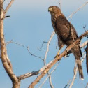 Cooper's Hawk (juvenile)