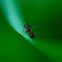 ? black scavenger fly, Schwingfliege