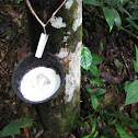 Rubber tree