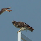 Red Tail Hawk and American Kestrel