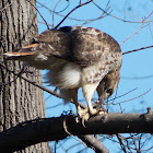 Red-tailed Hawk (predator-prey)