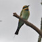 Rainbow Bee-eater