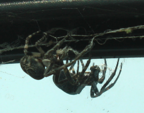 Spotting Image 1