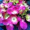 Hydrangea
