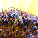 Green Bee