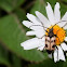 Judolia cerambyciformis