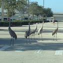 Sandhill Cranes