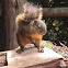 Bangs's Mountain Squirrel