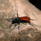 Tarantula Hawk Wasp