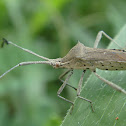 Coreid bug