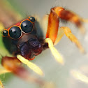 Jumping Spider