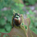Japanese Beetle