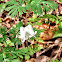 Dutchman's breeches
