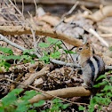 Golden-mantled ground squirrel