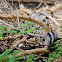 Golden-mantled ground squirrel