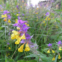 Melampyrum nemorosum