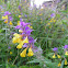 Melampyrum nemorosum