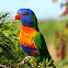 Rainbow Lorikeet