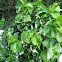 Acalypha 'Green Light'