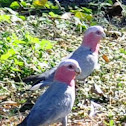 Galahs