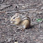 Chipmunk