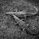 American crocodile