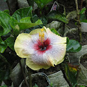 Hawaiin Hibiscus