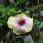 Hawaiin Hibiscus