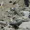 Corredor de Atacama