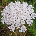 Wild Carrot / Queen Anne's Lace