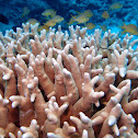Hard coral