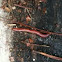 Earthworm