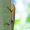 Garden Lizard