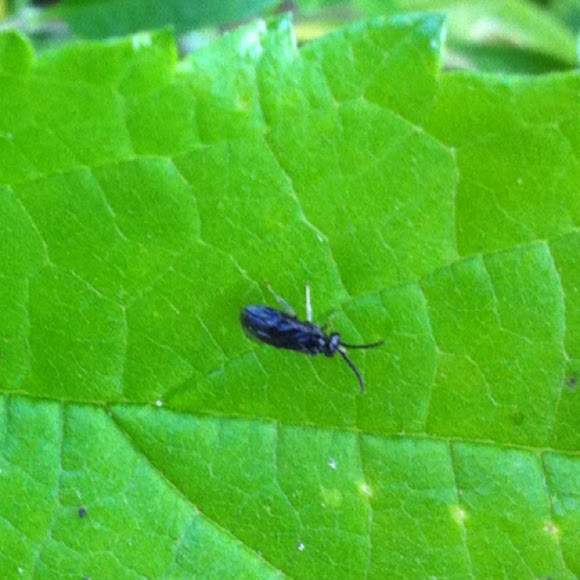 Spotting Image 1