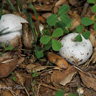 Puffball