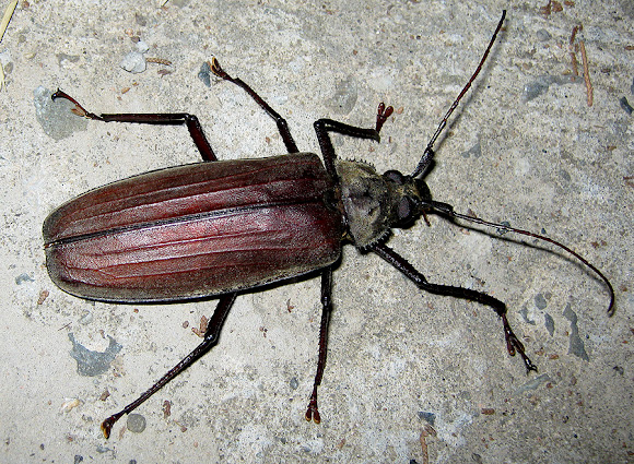 Spotting Image 1
