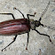 Longhorn Beetle