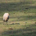 Cattle Egret