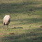 Cattle Egret