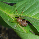 spitting spider