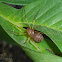 spitting spider