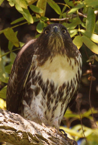 Red-tailed Hawk | Project Noah